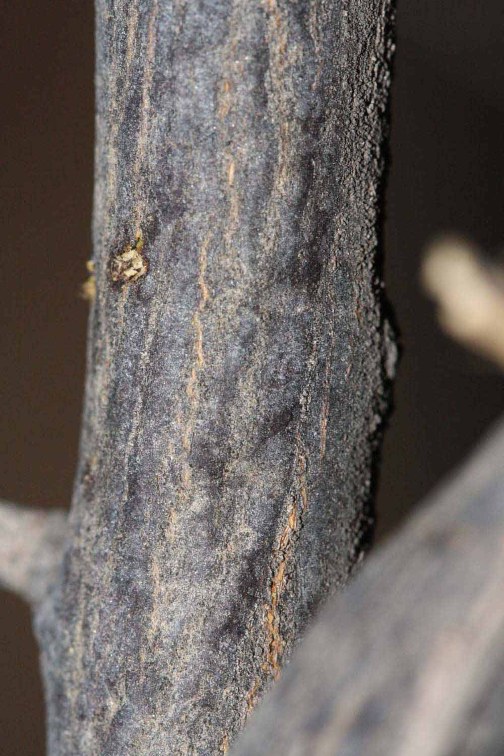              Second - third year twig (Riverside, CA)       